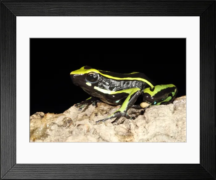 Framed Print : Three-striped Poison Frog Framed Print : Three-striped Poison Frog