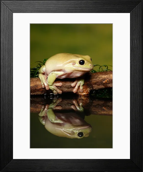 Framed Print : Australian Green Treefrog (Litoria caerulea) Framed Print : Australian Green Treefrog (Litoria caerulea)
