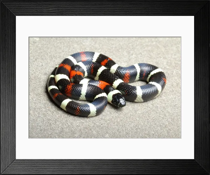 Framed Print : Pueblan Milk Snake (L. triangulum campbelli) Framed Print : Pueblan Milk Snake (L. triangulum campbelli)