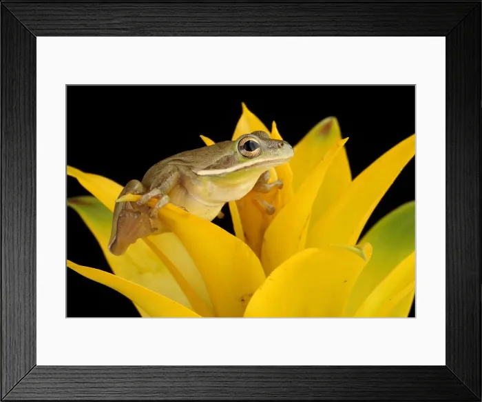 Framed Print : Green Treefrog (Hyla cinerea) Framed Print : Green Treefrog (Hyla cinerea)