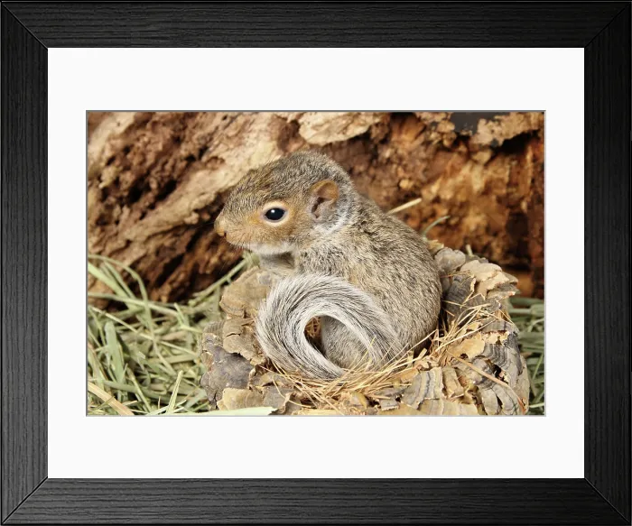 Framed Print : Baby Grey Squirrel Framed Print : Baby Grey Squirrel