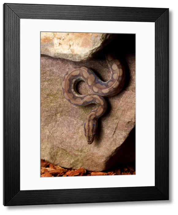 Framed Print : Colombian Rainbow Boa (Epicrates maurus ) Framed Print : Colombian Rainbow Boa (Epicrates maurus )
