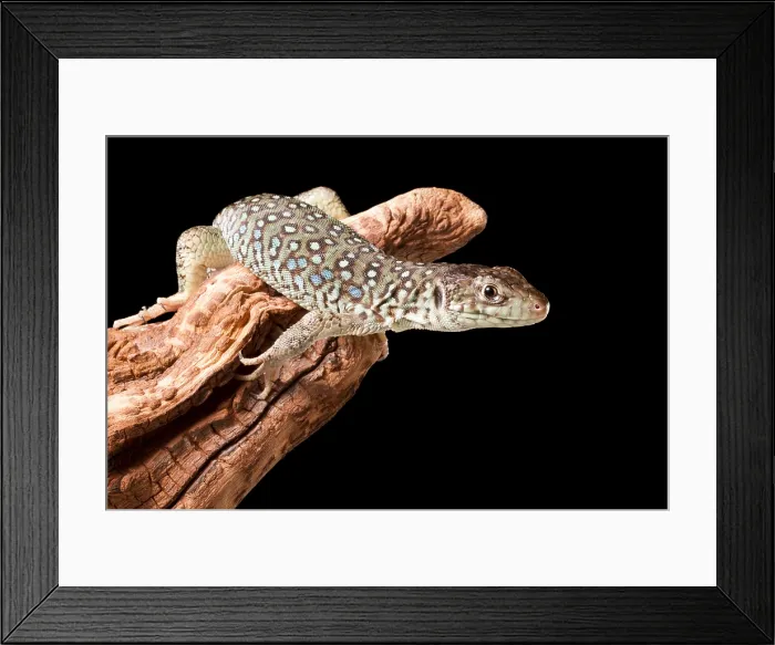Framed Print : Jeweled Lacerta (Lacerta Lepida) on wood