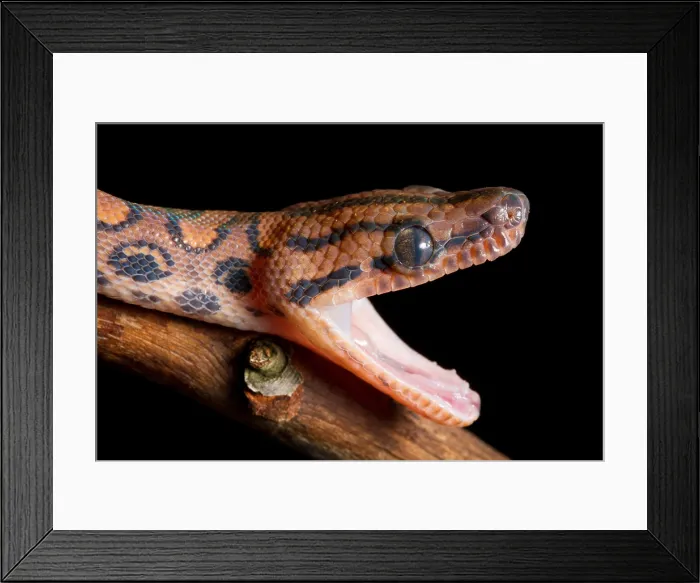Framed Print : Brazilian Rainbow Boa stretching jaw Framed Print : Brazilian Rainbow Boa stretching jaw
