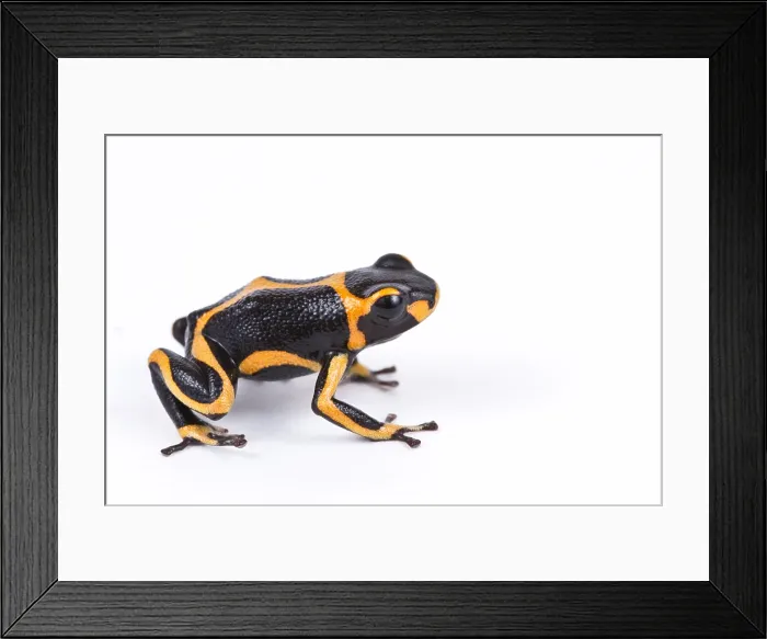 Framed Print : Mimic poison dart frog