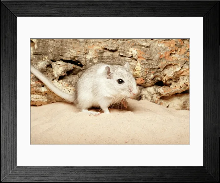 Framed Print : Gerbil on Sand