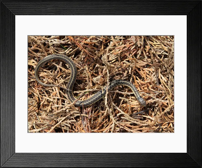 Framed Print : Garter Snake (Thamnophis sirtalis) Framed Print : Garter Snake (Thamnophis sirtalis)