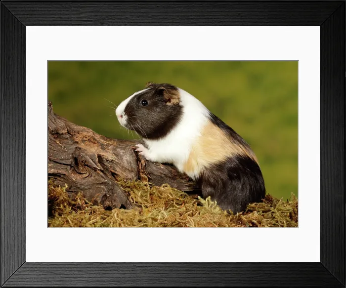 Framed Print : Guinea Pig climbing on log Framed Print : Guinea Pig climbing on log