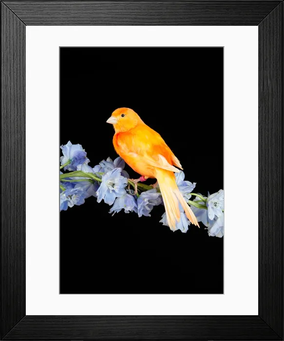 Framed Print : Red Factor Canary on flower Framed Print : Red Factor Canary on flower