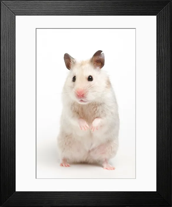 Framed Print : Syrian Hamster (Mesocricetus auratus) Framed Print : Syrian Hamster (Mesocricetus auratus)