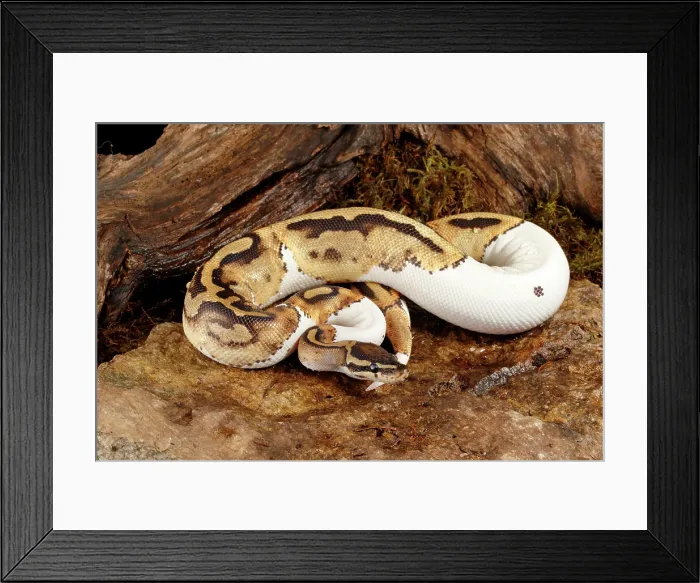 Framed Print : Piebald Ball Python on Rock Framed Print : Piebald Ball Python on Rock