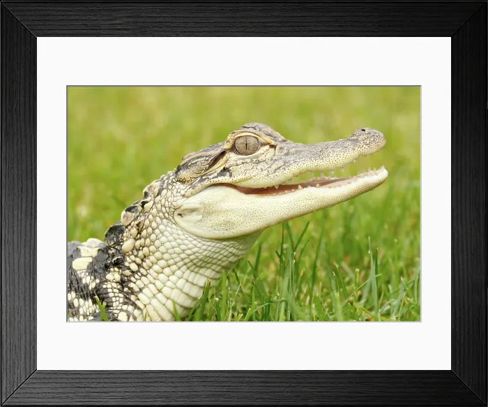 Framed Print : Young American Alligator Portrait Framed Print : Young American Alligator Portrait