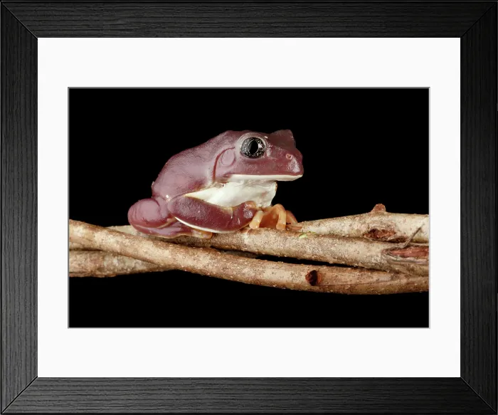 Framed Print : Mexican Leaf Frog on Branch Framed Print : Mexican Leaf Frog on Branch