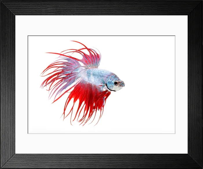 Framed Print : Siamese Fighting fish or Betta Framed Print : Siamese Fighting fish or Betta