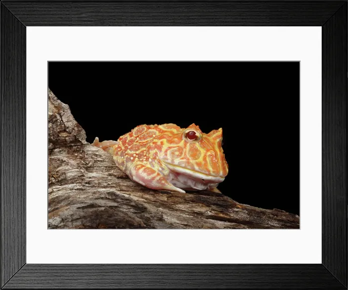 Framed Print : Albino Pacman Frog Framed Print : Albino Pacman Frog