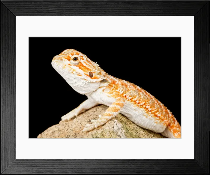 Framed Print : Bearded Dragon (Pogona sp.) on Rock