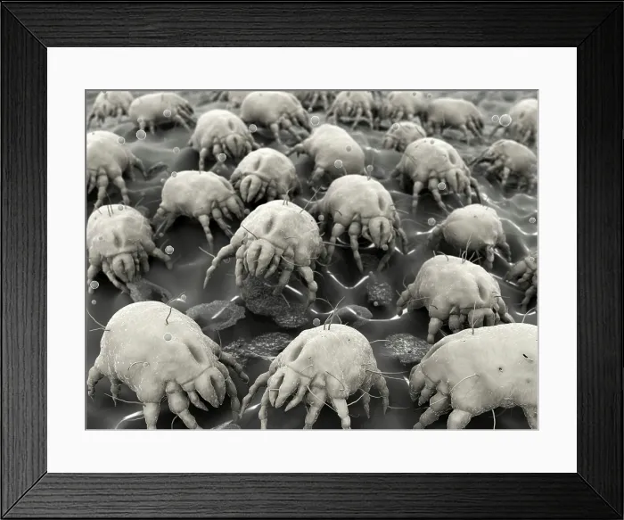 Framed Print : Dust mites, artwork Framed Print : Dust mites, artwork