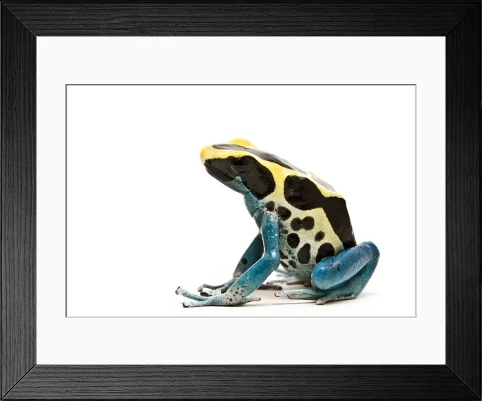 Framed Print : Dyeing poison dart frog Framed Print : Dyeing poison dart frog