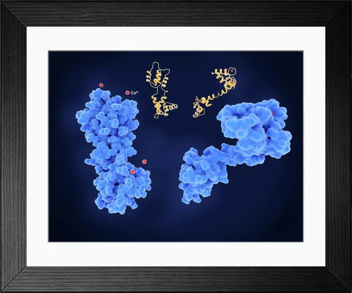Framed Print : Calmodulin, inactive and activated Framed Print : Calmodulin, inactive and activated
