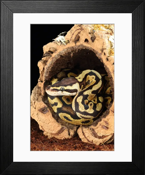 Framed Print : Ball Python (Python regius) Framed Print : Ball Python (Python regius)