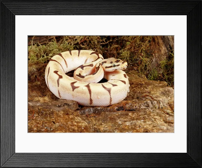 Framed Print : Ball Python Morph Framed Print : Ball Python Morph