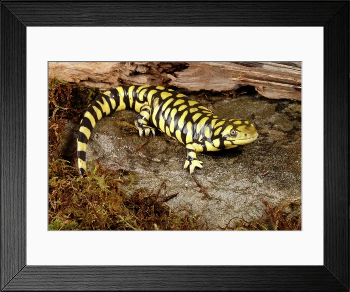 Framed Print : Western Tiger Salamander Framed Print : Western Tiger Salamander