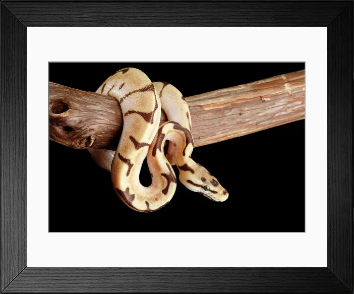 Framed Print : Ball Python Morph on Branch