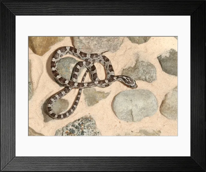 Framed Print : Corn Snake (Pantherophis guttatus)