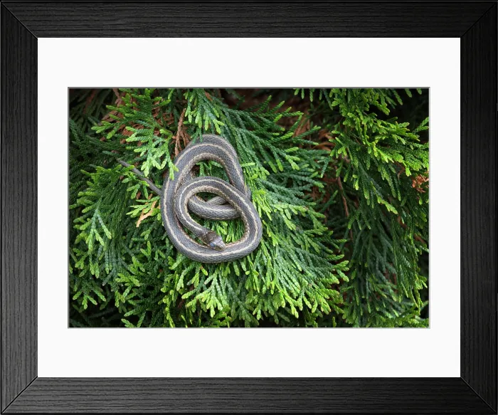Framed Print : Eastern Ribbon Snake Framed Print : Eastern Ribbon Snake