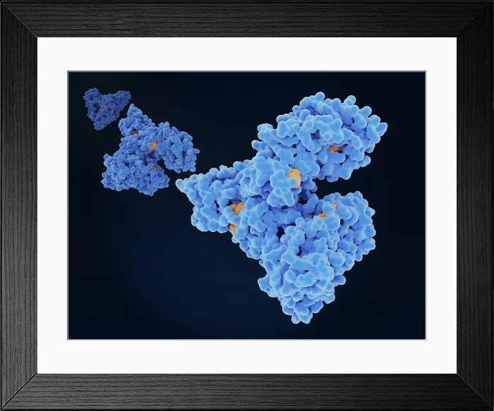 Framed Print : Albumin molecules transporting a steroid drug (dexamethasone) Framed Print : Albumin molecules transporting a steroid drug (dexamethasone)