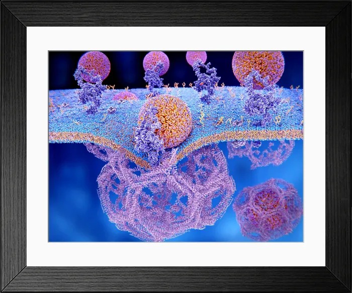 Framed Print : LDL particles binding to LDL receptors on the cell membrane