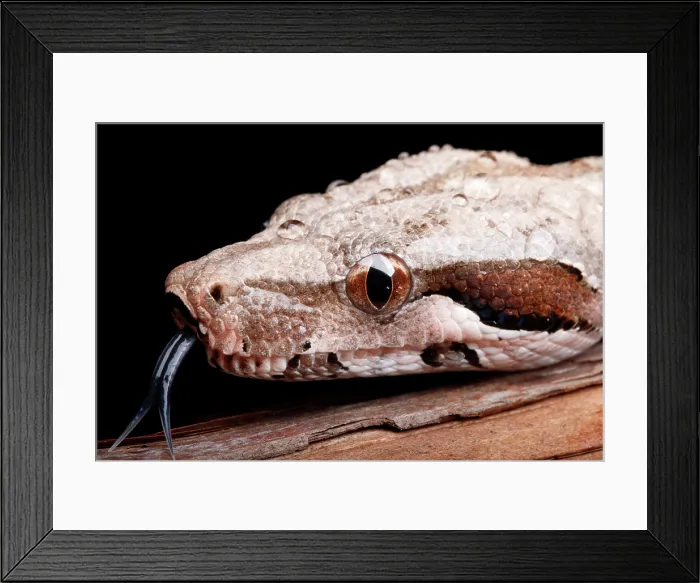Framed Print : Colombian Red Tail Boa Portrait Framed Print : Colombian Red Tail Boa Portrait