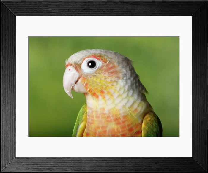 Framed Print : Green-cheeked Conure Framed Print : Green-cheeked Conure