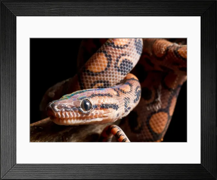 Framed Print : Brazilian Rainbow Boa on branch