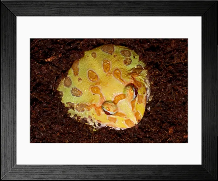 Framed Print : Pac Man Frog Framed Print : Pac Man Frog