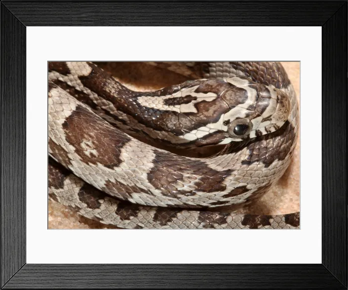 Framed Print : Corn Snake (Pantherophis guttatus) portrait Framed Print : Corn Snake (Pantherophis guttatus) portrait