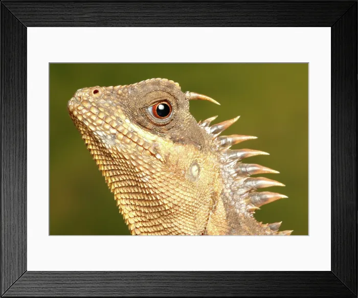 Framed Print : Mountain Horned Dragon head portrait Framed Print : Mountain Horned Dragon head portrait