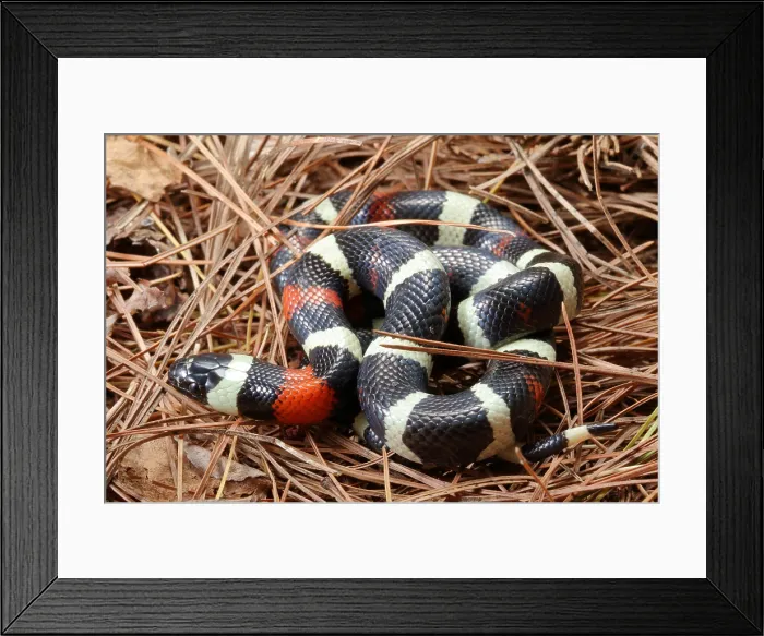Framed Print : Pueblan Milk Snake (L. triangulum campbelli) Framed Print : Pueblan Milk Snake (L. triangulum campbelli)