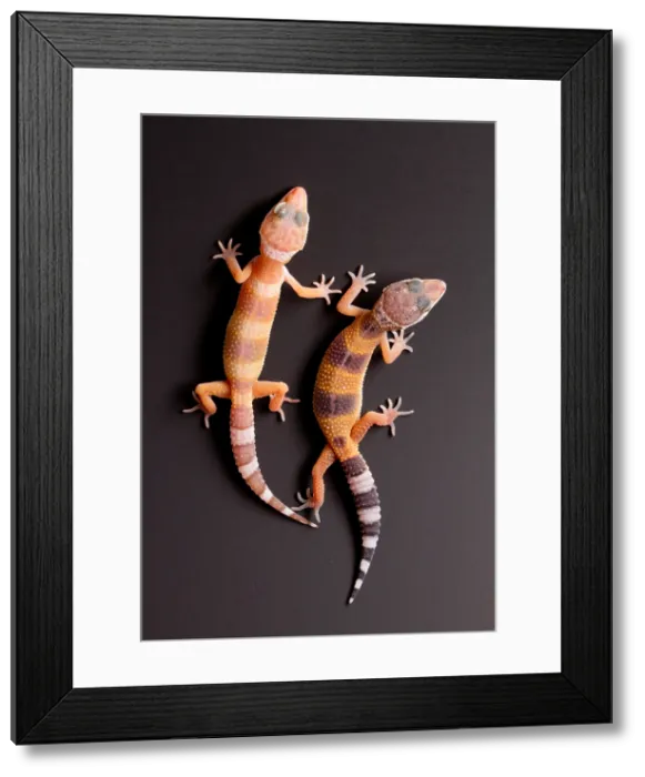 Framed Print : Leopard Geckos (Eublepharis macularius) Framed Print : Leopard Geckos (Eublepharis macularius)