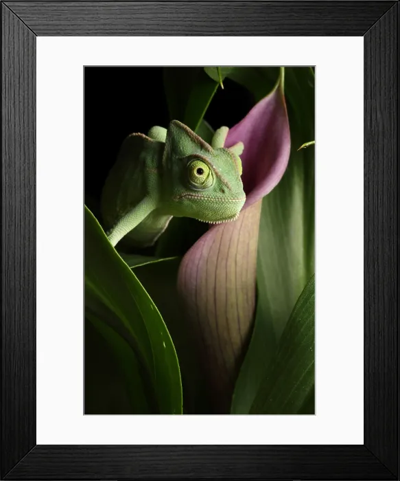 Framed Print : Veiled Chameleon on Calla Lily