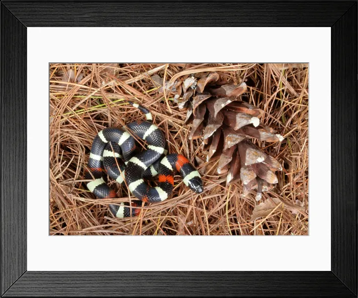 Framed Print : Pueblan Milk Snake (L. triangulum campbelli) Framed Print : Pueblan Milk Snake (L. triangulum campbelli)