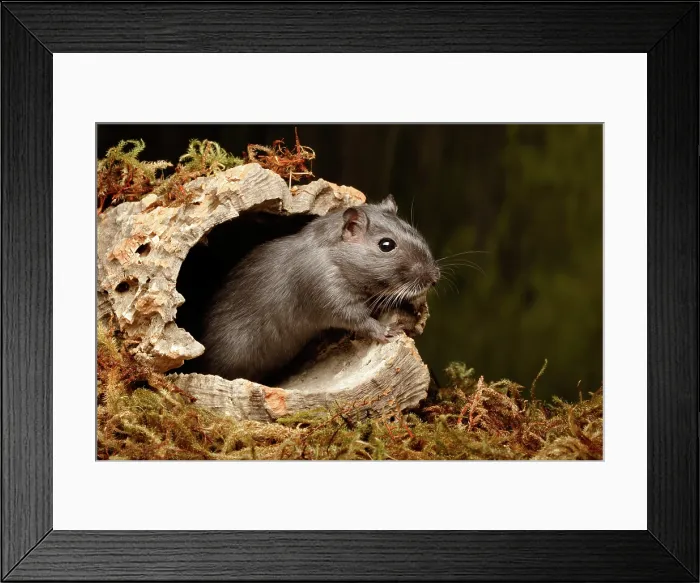 Framed Print : Gerbil standing on cork round Framed Print : Gerbil standing on cork round