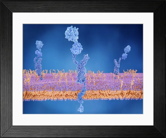 Framed Print : The amyloid precursor protein being cleaved by gamma and beta secretase and setting the beta amyloid peptide free Framed Print : The amyloid precursor protein being cleaved by gamma and beta secretase and setting the beta amyloid peptide free
