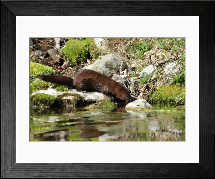 Framed Print : American Mink near pond Framed Print : American Mink near pond