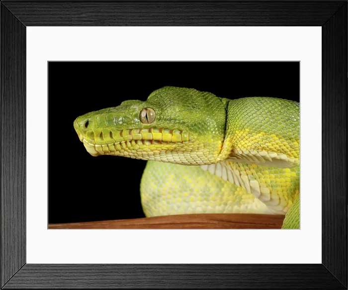 Framed Print : Emerald Tree Boa (Corallus caninus) Framed Print : Emerald Tree Boa (Corallus caninus)