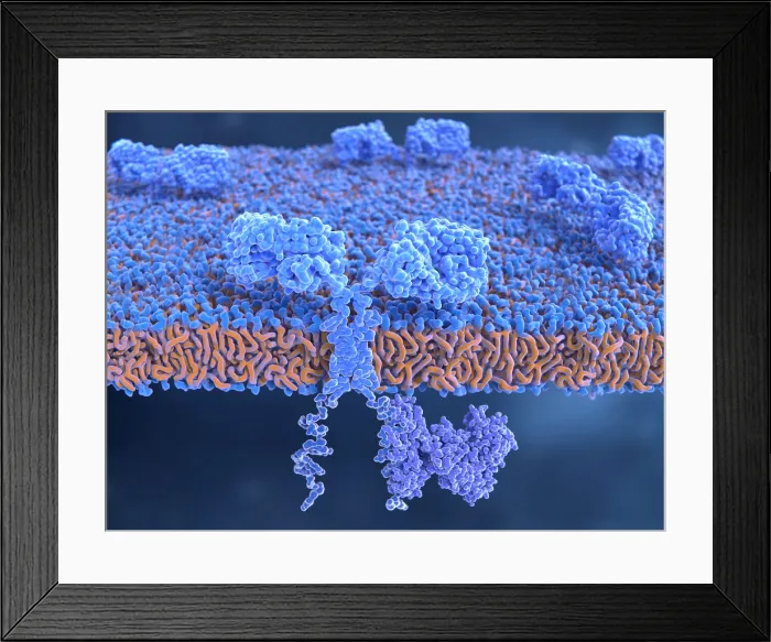Framed Print : Chimeric antigen receptor (CAR) Framed Print : Chimeric antigen receptor (CAR)