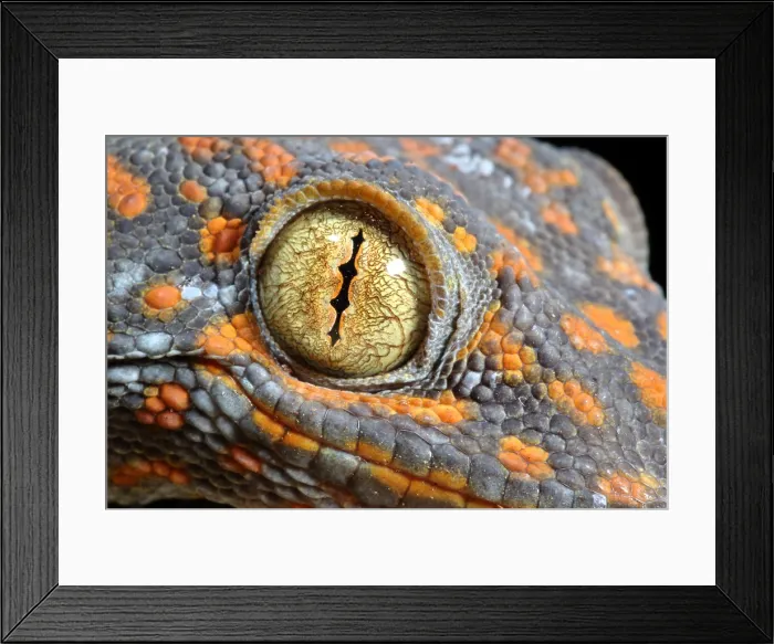 Framed Print : Tokay Gecko Framed Print : Tokay Gecko