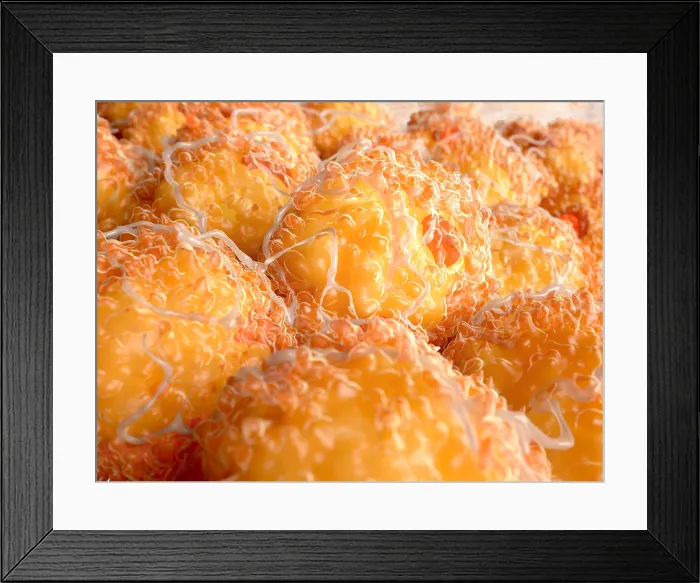 Framed Print : Fat cells in an adipose tissue Framed Print : Fat cells in an adipose tissue