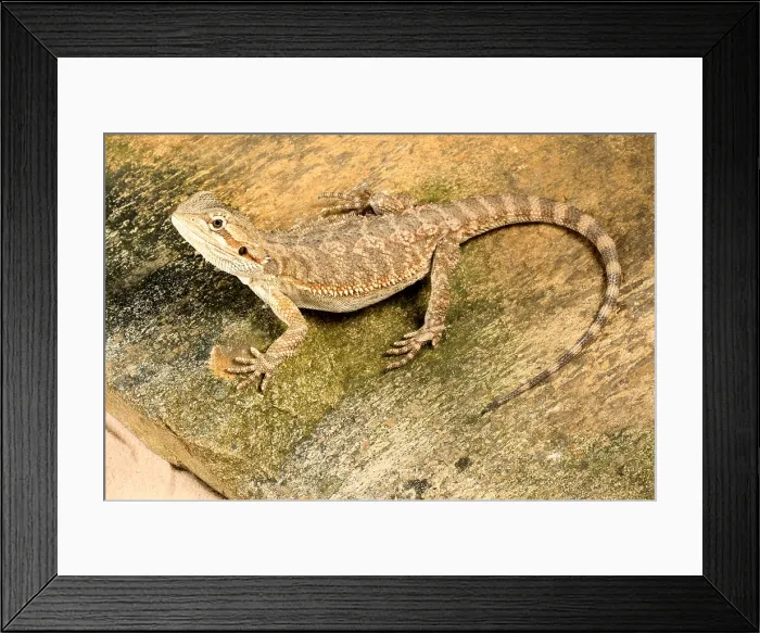 Framed Print : Bearded Dragon (Pogona sp.)
