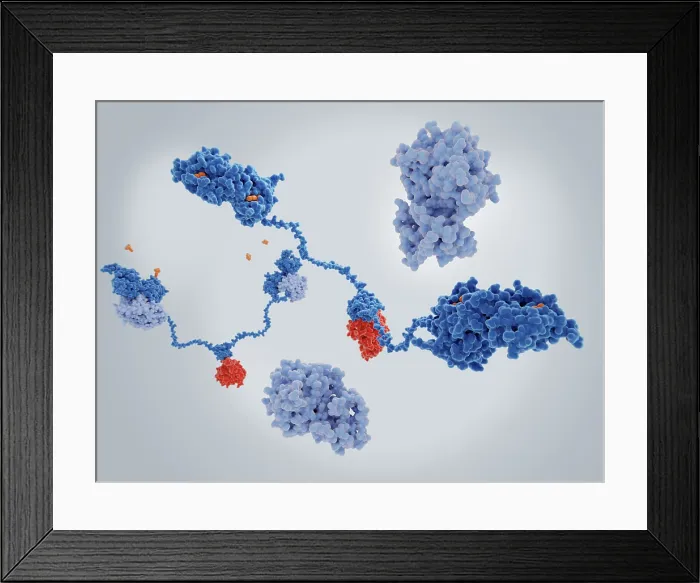 Framed Print : The cAMP-dependent protein kinase A in it's active and inactive forms Framed Print : The cAMP-dependent protein kinase A in it's active and inactive forms